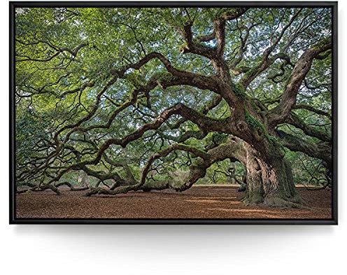 BilderKing Wandbild Baum Alte Eiche - 120cm x 80cm Leinwand auf 2cm Keilrahmen mit Schattenfugenrahmen schwarz