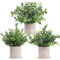 Der Rose Paquete de 3 mini plantas falsas en maceta, plantas artificiales de eucalipto, centros de mesa para el hogar, oficina, escritorio, casa de campo, decoración de habitación