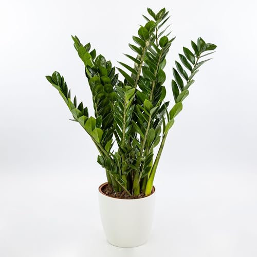 Pianta vera di Zamioculcas zamiifolia - Diametro Vaso Ø 14 cm