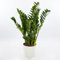 Pianta vera di Zamioculcas zamiifolia - Diametro Vaso Ø 14 cm