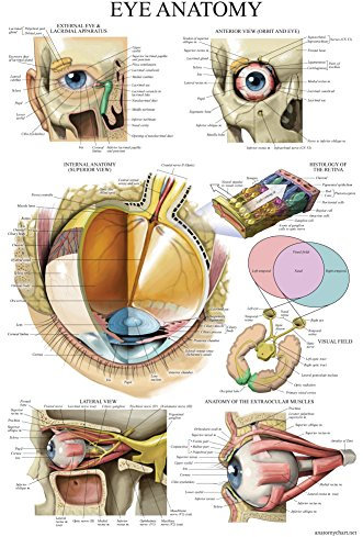 Palace Learning Anatomisches Poster, laminiertes Auge, Anatomie, 45,7 x 68,6 cm