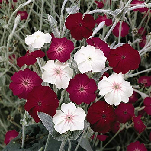Lychnis coronaria 'Dancing Ladies' Rose Campion Hardy Perennial Flowers Garden Plants Grow Your Own 1 x Seed Packet (60 Seeds) Lychnis coronaria 'Dancing Ladies' by Thompson and Morgan