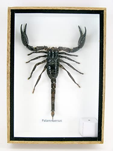 asiahouse24 Echter Skorpion - Giant Scorpion (Palamnaeus fulvipes) - in Einer Holzbox 3D. Sammlerstück. Schaukasten. Wandbild. Präparation.