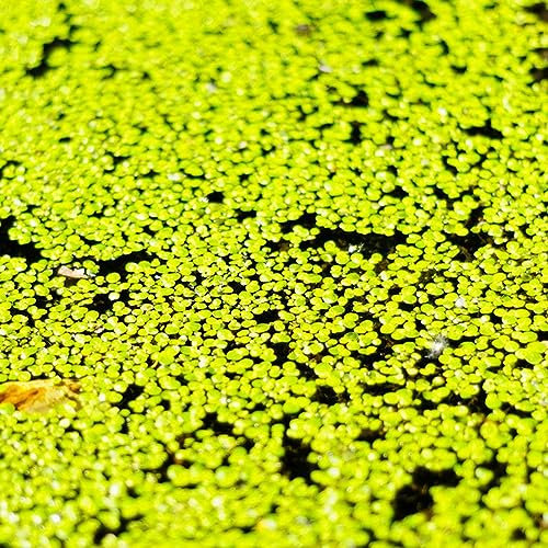 100 pcs Wasserlinsen Teich Samen, aquarium schwimmpflanzen (Lemna minor) nachhaltige geschenke exotische pflanzen samen aquarium pflanzen pflanzen für garten aquariumpflanzen echte