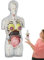 Hemousy Anatomie Humaine pour ,Modèle Anatomique Femme Enceinte - Kit Éducatif avec Pièces Amovibles, Figurine Articulée pour Garçons et Filles - Apprentissage Scolaire et Domestique