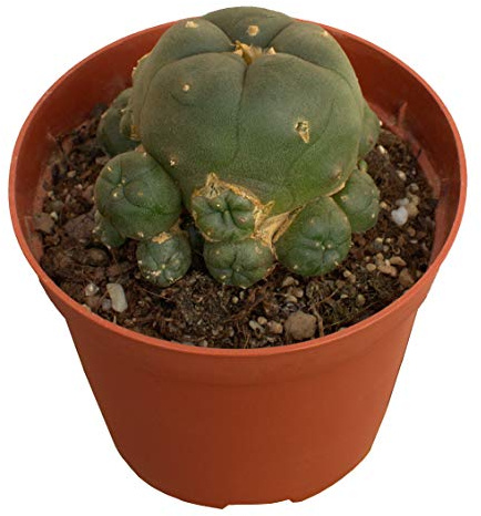 Lophophora wilamsii - Cáespitosa (6 cm)