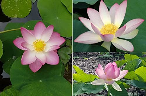Lotus Nelumbo Nucifera 10+ Seeds