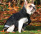 Bucas Freedom Dog Rug Hundemantel 150g Black/Taupe, Größe:40 cm