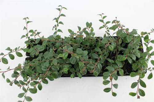 Cotoneaster dammeri Radicans 50 Stück – Winterhart, Immergrün, Pflegeleicht – Kriechmispel – Bodendecker für Garten & Hang