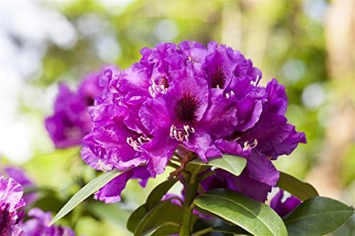Rhododendron Hybr. 'Rasputin' 30-40 cm - Rhododendron, violette Blüten, Blütezeit Mai-Juni, ideal für Halbschatten, immergrün, winterhart