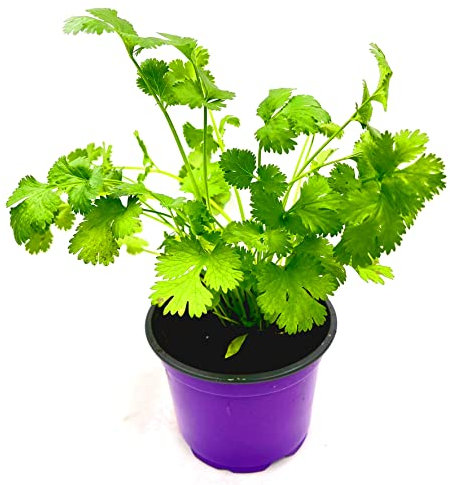 Koriander Pflanze, Persicher Koriander,Coriandrum sativum Kräuter Pflanze 4stk.