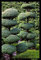 30pcs / bag gaint Deodar Cedar Samen Himalaya-Zeder Himalaya-Zeder Baumsamen Welt Seltene Bonsai-Baum-Hausgarten-Anlage 2