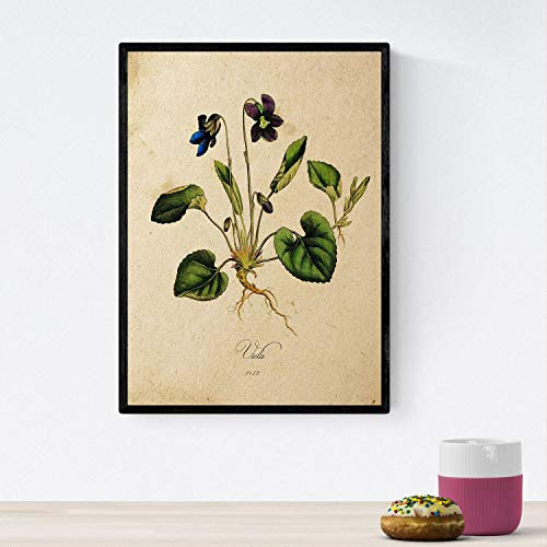 Nacnic Poster von Blumen mit Vintage Hintergrund - Viola. Klassische Inneneinrichtung mit botanischen Illustrationen. A4 ohne Rahmen.