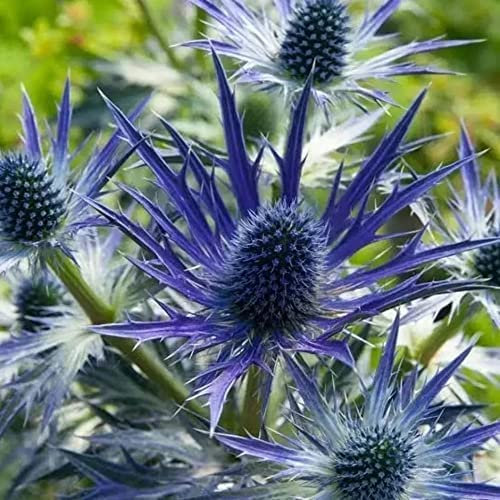 Eryngium × zabelii ‘Big Blue’- Perennial Plant That is Ready to Plant Out- Comes Back Every Year (Hardy) - Flowers from Summer to Autumn- Loved by Bees (Middleton Nurseries) (P9(9cm Pot))