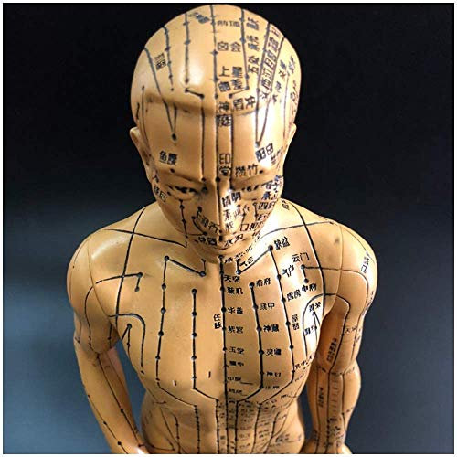 LBYLYH Männliche Akupunktur Anatomisches Modell Humana Vorbeugende Akupunkturpunkte Meridian Mensch, Farbe Bronze, Höhe 19“, Lehrmaterial
