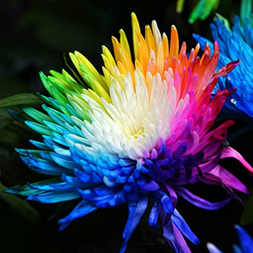 Haloppe 150 Stück Regenbogen-Chrysantheme Blumen Pflanzen Samen für Hausgarten Pflanzen, Regenbogen Chrysantheme Samen Blumensamen für Hof 150Stk