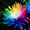 Haloppe 150 Stück Regenbogen-Chrysantheme Blumen Pflanzen Samen für Hausgarten Pflanzen, Regenbogen Chrysantheme Samen Blumensamen für Hof 150Stk