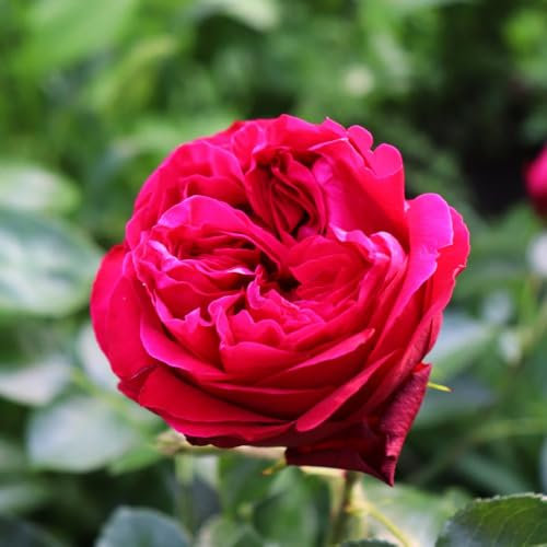 Rose 'Red Eden Rose' - Vigorous Climbing Rose with Bright Red Fragrant Flowers | Hardy Thorny Shrub | Perfect for Walls & Fences - 1x 3 Litre Potted Plant by Thompson & Morgan