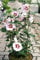 Hibiskus rosa Blüte Roseneibisch Hamabo Hibiscus Hamabo Containerware 40-60 cm hoch,