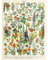 Artery8 Millot Nature Enzyklopädie Seite Blumen Pflanzen Ungerahmter Druck 30x40 cm