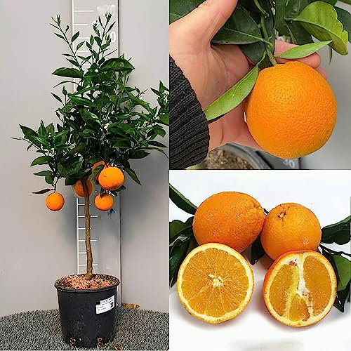 SAVINI VIVAI Pianta di Arancio Albero di Agrumi Arancio Dolce a Polpa Gialla Washington Navel in Vaso da 20 cm Altezza 70 cm 2-3 Anni di innesto Made Italy