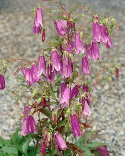 Campanula punctata 'Rubriflora' ca. 9x9 cm Topf - Gefleckte Glockenblume, rubinrote Blüten, Blütezeit Juni-August, ideal für Rabatten, pflegeleicht und bienenfreundlich
