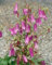 Campanula punctata 'Rubriflora' ca. 9x9 cm Topf - Gefleckte Glockenblume, rubinrote Blüten, Blütezeit Juni-August, ideal für Rabatten, pflegeleicht und bienenfreundlich