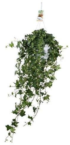Hedera Helix Pitsburg - Colgador XXL (diámetro: 17 cm)