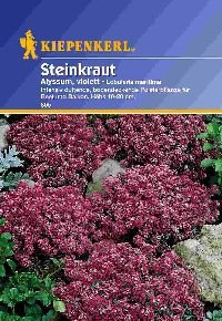 Steinkraut Alyssum violett von Kiepenkerl