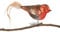 Birds of Glass® Glas-Vogel, Rotkehlchen mit Naturfeder, Glasschmuck Made in Germany aus eigener Herstellung, deko Vogel mit Clip, Glasvogel, echter Lauschaer Christbaumschmuck, für den Innenbereich