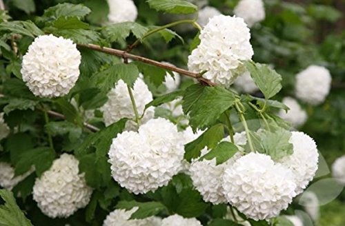 Mueller Muenchehof Pflanzen GmbH Gefüllter Schneeball im Topf/Cont. 40-60 cm