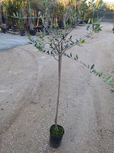 Pianta di Ulivo MORAIOLO in vaso o fitocella - alt. 120-160 cm