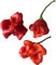 Bishops Crown-Bischofs-Krone o. Glockenpaprika 10 Samen ***Eine der schönsten Chilis*** Von Samenchilishop