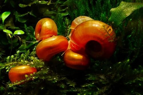 Orange/Rote Posthornschnecke (PHS) - Premium Zuchtqualität, 5 Stück