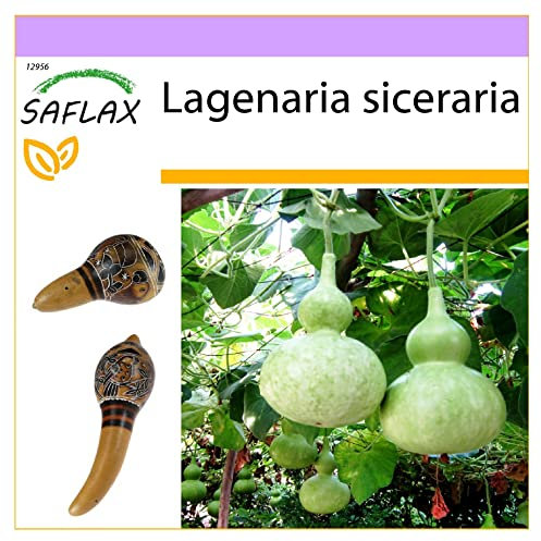 SAFLAX - Afrikanische Riesenkalebasse - 15 Samen - Lagenaria siceraria