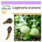SAFLAX - Afrikanische Riesenkalebasse - 15 Samen - Lagenaria siceraria
