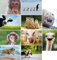 20 Tierpostkarten im Set - 10 Motive mit jeweils 2 Postkarten, lustige und süsse Tiere
