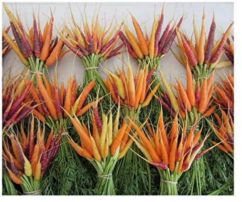 PREMIER SEEDS DIRECT - Carrot - Rainbow Mix - 1500 Finest Seeds