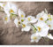Fototapete - Tapete Orchidee Blumen 300x231 cm - Foto Tapete Schlafzimmer Wohnzimmer Moderne Vliestapete XXL Wandtapete Motivtapeten Bildtapete 3d Effekt Wand Dekoration - Natur Pflanzenmotiv Textur