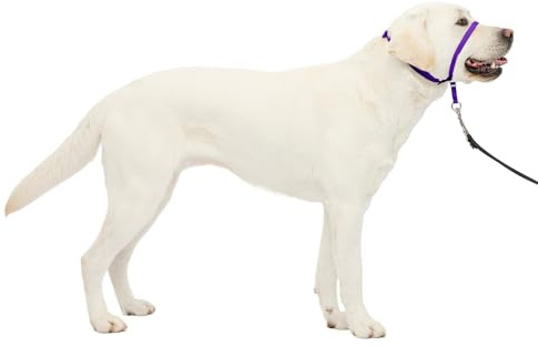 PetSafe Gentle Leader Headcollar, No-Pull Dog Collar – Perfect for Leash & Harness Training – Stops Pets from Pulling and Choking on Walks – Large, Deep Purple