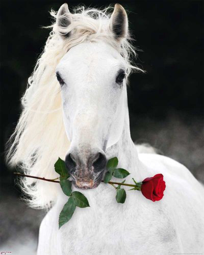 empireposter Pferd mit roter Rose - Lipizzaner Tiere Animals Fotografie Mini Poster Plakat Druck - Grösse 40x50 cm
