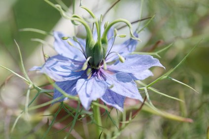 Ägyptischer Schwarzkümmel Nigella Savita 200 Samen