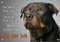 Petsigns Rottweiler - Hundeschild aus Metall - rostfreies Warnschild in TOP Qualität, DIN A4