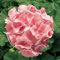 15 Samen Geranium Zonal Ringo 2000 Light Salmon Geranium Seeds