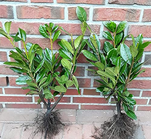 20 Kirschlorbeer Pflanzen, Prunus laurocerasus Novita (wn), kräftige Heckenpflanzen, Höhe: 60-80 cm