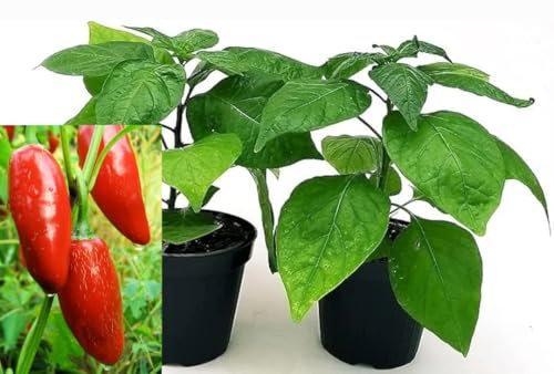 POWERS TO FLOWERS - PEPERONCINO PICCANTE MESSICANO JALAPENO, 2 PIANTE, Vaso 10cm, piante vere