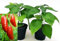 POWERS TO FLOWERS - PEPERONCINO PICCANTE MESSICANO JALAPENO, 2 PIANTE, Vaso 10cm, piante vere