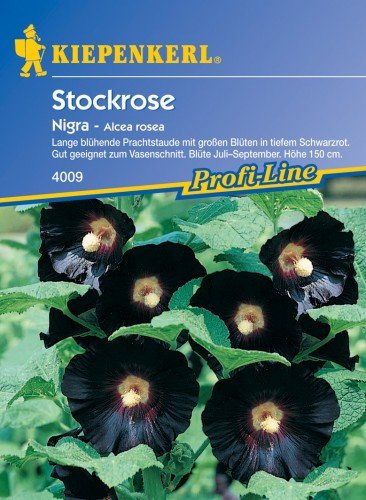 Stauden-Stockrose Nigra