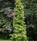 Hainbuche Lucas 100-125cm - Carpinus betulus