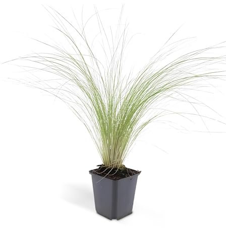 Ziergras - Mexikanisches Federgras - Stipa tenuissima 'Ponytails' - 9cm Topf - Set mit 12 Pflanzen